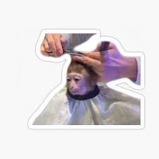 Check spelling or type a new query. Haircut Stickers Redbubble