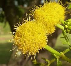 Image result for Acacia karroo