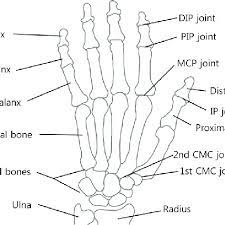 Anatomical Drawings Of The Bones Of The Right Hand Palmar View Download Scientific Diagram