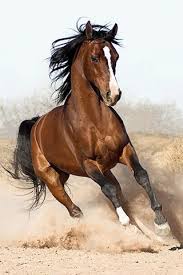 Paint Black And Brown Horse Galloping Horse Horses Pretty Horses Horse Photos