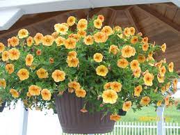 Campanula In Yellow Flower Garden Garden Gates Flowers