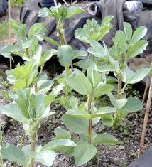Check spelling or type a new query. How To Grow Broad Beans Know Your Vegetables