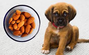 Even unsalted almonds can upset your dog's stomach or if the pooch in question is more sensitive, gastric intestinal distress. Can Dogs Eat Almonds Are Almonds Safe For Dogs Petmoo