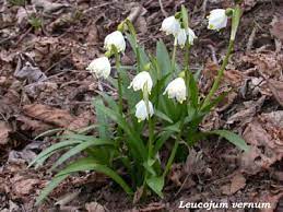 We did not find results for: Fiori E Foglie