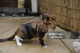 Image result for tbn:AWzYY9q209rRYM::rho0ofa.jeeran.com/24947_ABEER__ROSE.jpg