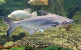 See full list on aquariumsource.com Iridescent Shark The Definitive Care Guide The Aquarium Guide