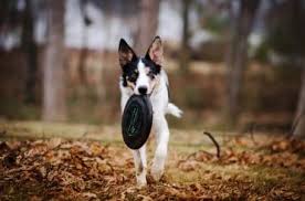 This could make for a very powerful breed with a lot of hair. German Shepherd Border Collie Mix What You Need To Know Bordercolliehealth