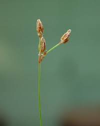 Image result for Bulbostylis pusilla