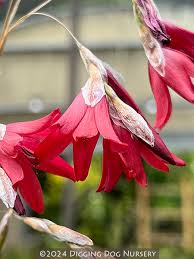 Image result for Dierama
