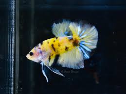 My other betta is a male bumblebee betta named sulfur. Just Betta Big Tail Bumblebee Facebook