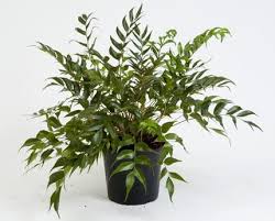 Japanese holly ferns are exquisite, easy, care houseplants. Cyrtomium Falcatum House Holly Fern Indoor House Plants