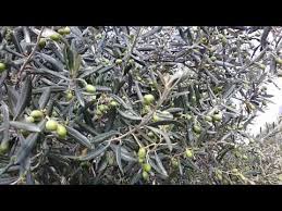 Youtube Bitki Zeytin Agaci Zeytin