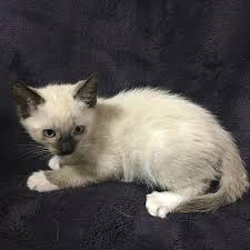 Learn more about dpa's adoption procedures and requirements. Dallas Tx Snowshoe Meet Cherub A Pet For Adoption