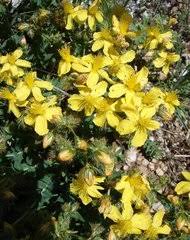 Image result for Psorospermum baumii