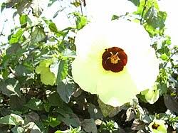 Image result for Hibiscus noldeae