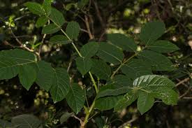 Image result for Brucea antidysenterica