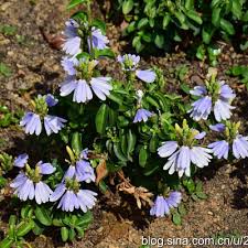 Image result for Sclerochiton harveyanus