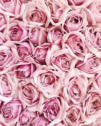 Pastel pink wallpaper rose gold wallpaper fall wallpaper screen wallpaper nature wallpaper aesthetic desktop wallpaper words wallpaper rose gold aesthetic lock screen tumblr wallpaper. Pin By Hannah Sugden On Pink Pink Wallpaper Iphone Pink Aesthetic Flower Backgrounds