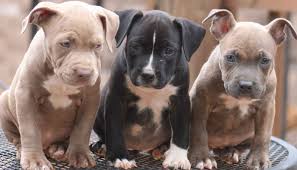 If your pitbull puppy doesn't like the food you choose for them or ends up with digestion problems for some reason, don't take it away completely and start feeding them a new food. 10 Best Dog Foods For Pitbulls 2021 Guide