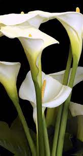 For many people, calla lilies are some of the most beautiful flowers. Calla Lilies I Tall Calla Lily Arum Lily Calla Lillies