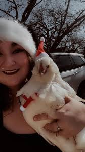 Chickens that keep flying the fence ... My almost 1 year old flock has 2-3  that are constantly flying over the fence multiple times a day. Despite  clipped wings, tons of feed/seed/leaf