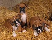 If so, does this time table look ok? Boxer Puppies Three In Rearing Shed At 8 Weeks Old Stock Photo Alamy