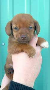 Animal Humane New Mexico