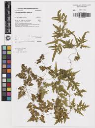 Image result for Lygodiaceae