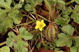 Image result for Cucumis myriocarpus