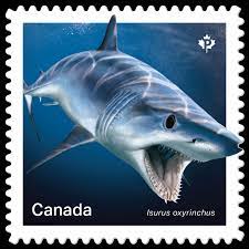 Canada 2018 Sharks In Canadian Water Shortfin Mako Shark