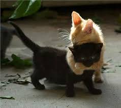 Baby Black And Orange Kitten This Is My Favorite Thing Black Orange Kitten I Love This They Are So Cute Funny Animal Pictures Cute Animals Kittens Cutest