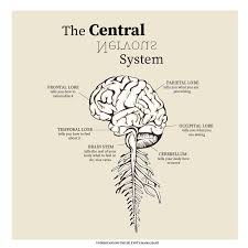 It is situated in the skull cavity. Central Nervous System Diagram Brain Digital Printable Etsy In 2021 Nervous System Diagram Central Nervous System Nervous System