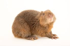 Image result for Hugonia platysepala