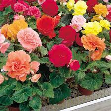Nonstop Mix Tuberous Begonia Begonia X Tuberhybrida Proven Winners