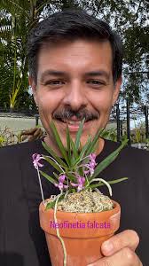 Barkeria fritz-halbingeriana