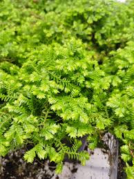 Image result for Selaginella kraussiana