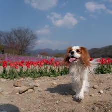 いいね 52件 コメント1件 kuu cavalierkuu のinstagramアカウント 密集 密接 密閉 回避出来てます 一つ前の投稿も同じ日の同じ時間だけど広角で撮った写真にも人は写っ king charles spaniel cavalier king charles spaniel dog