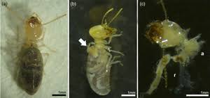 Real estate inspection real estate inspection. Involvement Of The Salivary Glands In The Suicidal Defensive Behavior Of Workers In Neocapritermes Opacus Blattaria Isoptera Termitidae Microscopy And Microanalysis Cambridge Core