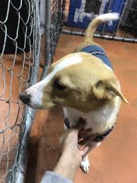 Maybe you would like to learn more about one of these? Pin On Dogs For Adoptions