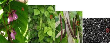 Image result for Phaseolus