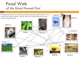 Owls food web worksheet this horn owl pillow would be a hoot in any home a 19th century inspired dishwasher safe serving platter for carrion hors d oeuvre because this cat throw pillow is outfitted with. Great Horned Owl Ashley Turcheck