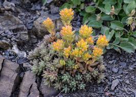 Image result for Chlorophytum stenopetalum