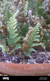 Image result for Cheilanthes multifida
