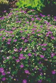 Image result for Geranium sanguineum Max Frei