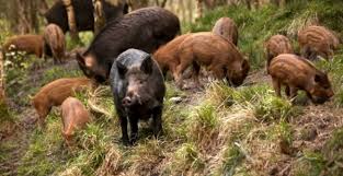 Un braconier a fost împuşcat în timp ce vâna mistreţi, pe un câmp de lângă oradea. Germania Permite Vanatoarea La Mistreti Pe Intreaga Perioada A Anului Industriacarnii Ro