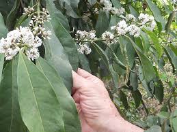 Image result for Craterispermum schweinfurthii