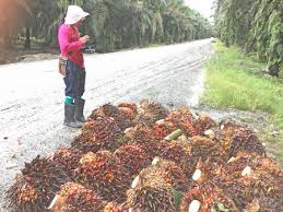 Structure, stage event productions, graphics, raised flooring, cabinets or counters, furniture, lighting, audio visual equipment. Digitising The Palm Oil Sector