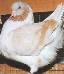 أنواع الحمام fancy pigeon doves