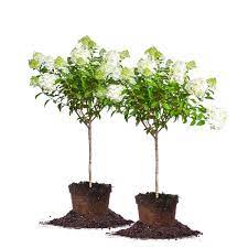 Vanilla strawberry hydrangea home depot. 4 Ft 5 Ft Limelight Hydrangea Tree 2 Pack Thd00035 The Home Depot