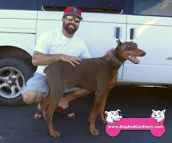 Frank is a beautiful red doberman pinscher with his natural, floppy ears. Low Cost Dog And Cat Shots In Northern California At Our Tracy Clinic We Saw Kimbo The Red Doberman Pinscher Low Cost Dog And Cat Shots In Northern California